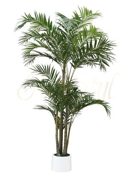 palma-bambusowa